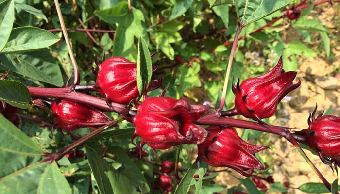 ���񻨵Ĺ�Ч������ ����ͼƬ